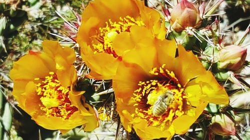 Close-up of yellow flower