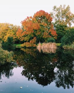 Reflection of trees in lake