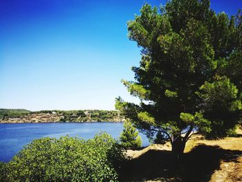 Trees by plants against clear blue sky