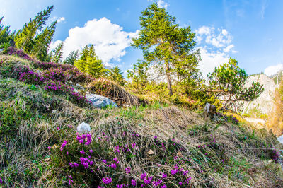 Purple flowering plants and trees on field against sky