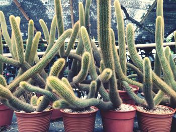 Close-up of succulent plant in pot