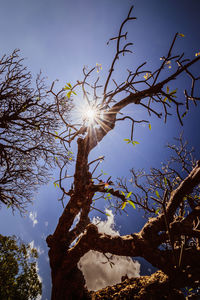 Low angle view of flower tree against sky