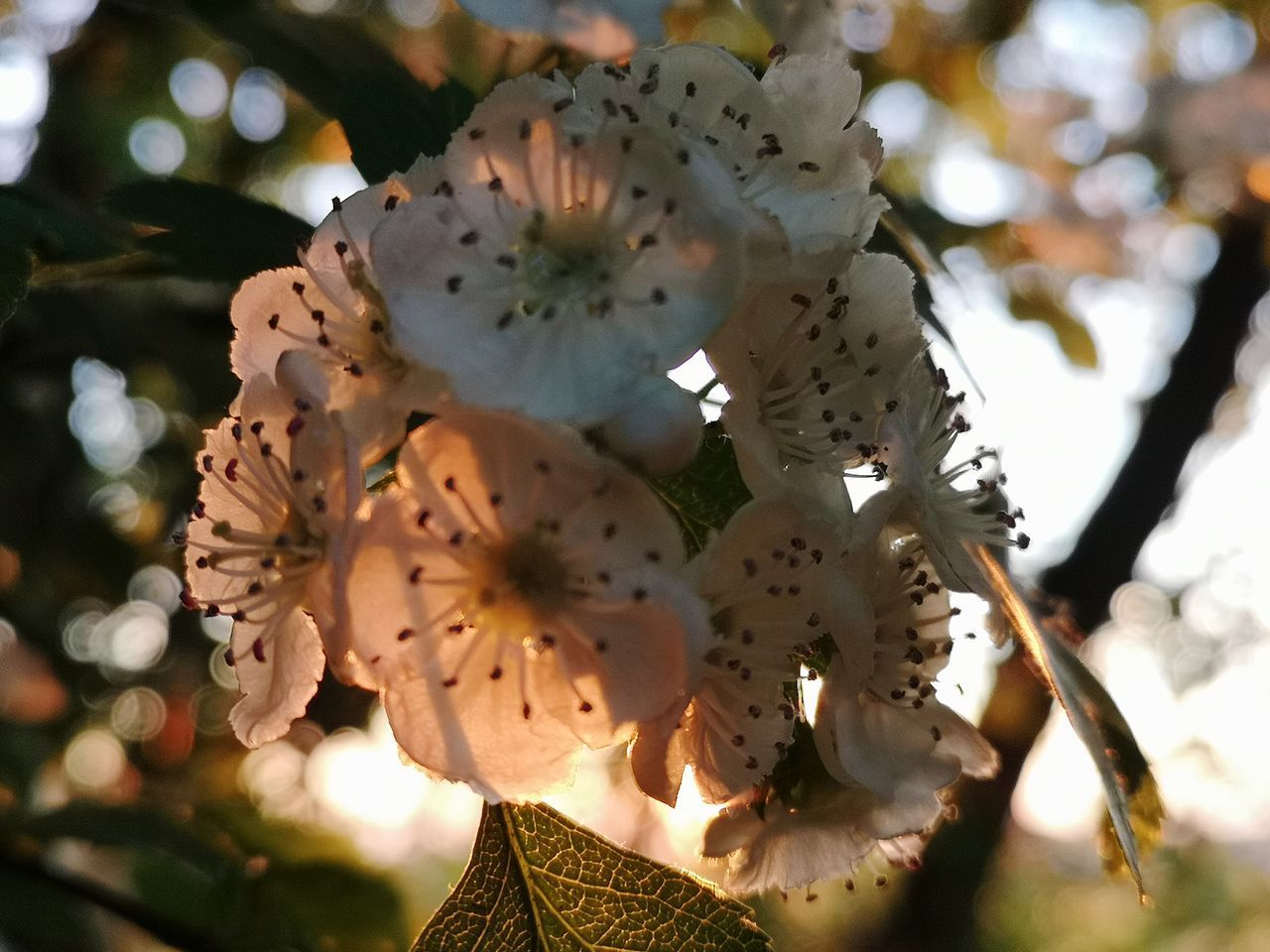 CLOSE-UP OF CHERRY BLOSSOM