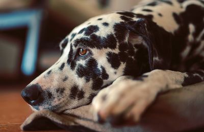 Close-up of dog