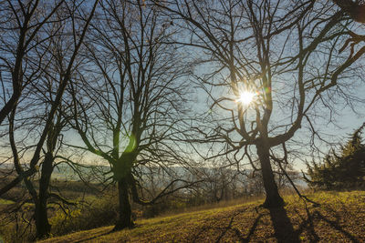 Sunlight streaming through bare trees on field