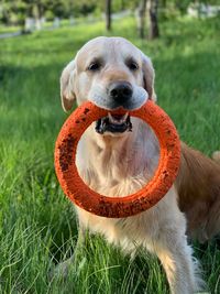 Close-up portrait of dog on field