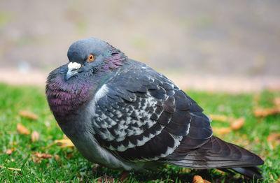 Close-up of bird perching outdoors