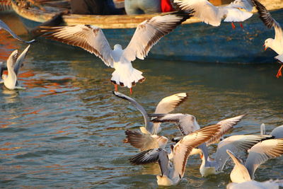 Seagulls flying over lake