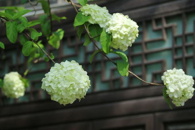 Close-up of flowers blooming outdoors