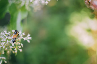 Close-up of bee pollinating flower