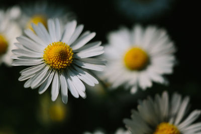 Close-up of white daisy