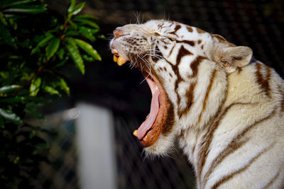 Close-up of tiger yawning