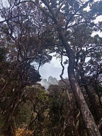 Trees growing in forest against sky