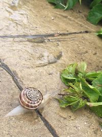 High angle view of snail on leaves