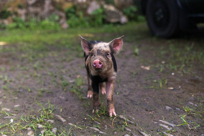 Portrait of pig standing outdoors