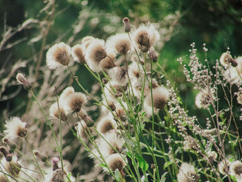 Close-up of plants growing on field