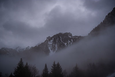 Low angle view of pine trees against sky during winter