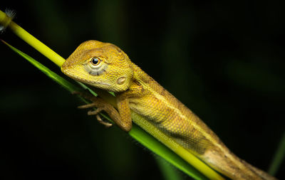 Close-up of lizard