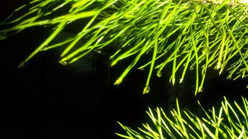 Close-up of fern at night