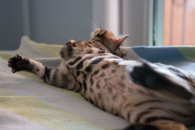 Cat sleeping on bed at home