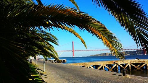 Palm trees at seaside