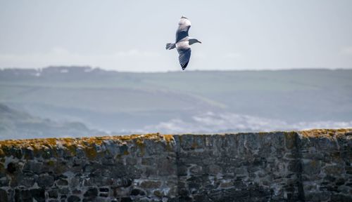 Seagull flying against the sky