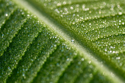 Full frame shot of leaf