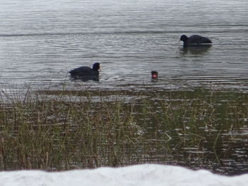 View of ducks swimming in lake