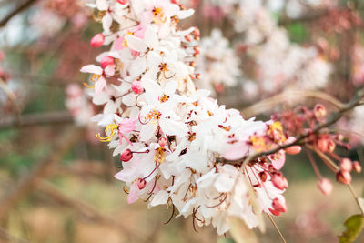 Close-up of pink cherry blossoms in spring