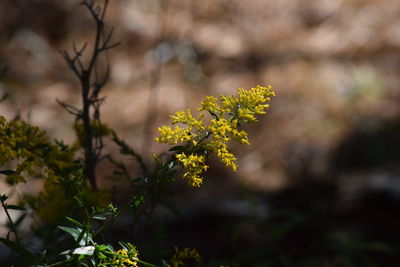 Close-up of yellow flowering plant on field