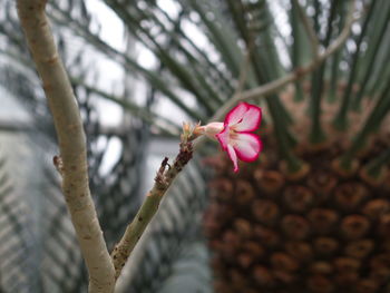 Close-up of pink flowering plant