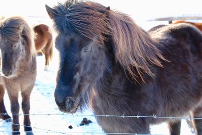 Close-up of horses