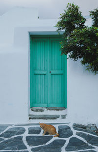 Cat on wall