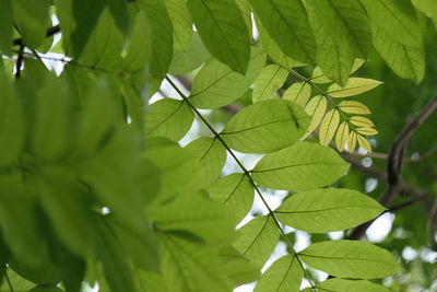 Close-up of leaves against blurred background