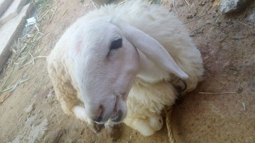 High angle view of sheep