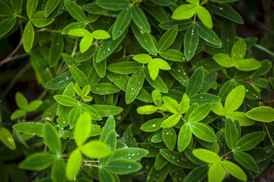 Fresh clover leaves with morning dew and water droplets. macro nature patterns and textures 