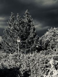 Low angle view of trees against sky