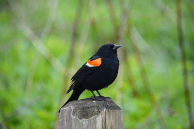 Red-winged blackbird perching on wooden post in forest