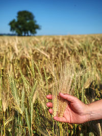 Midsection of wheat growing on field against sky