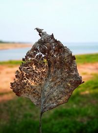 Close-up of dead plant on land