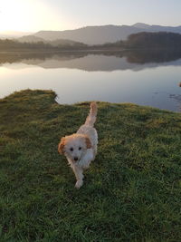 Dog standing by lake against sky