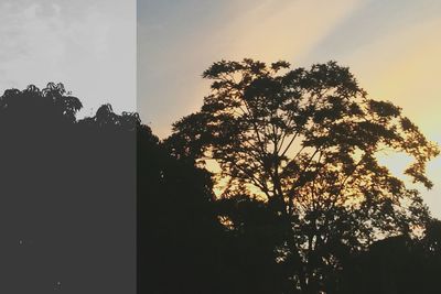 Silhouette trees against sky during sunset