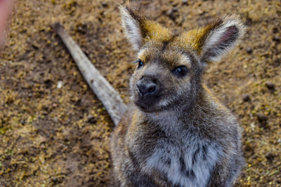 High angle portrait of meerkat standing on land