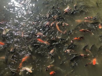 High angle view of koi carps swimming in lake