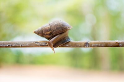 Close-up of snail on plant