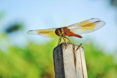 Close-up of dragonfly on wooden post