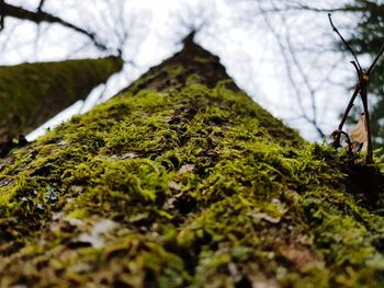 Close-up of moss growing on tree in forest