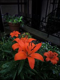 Close-up of orange flowers blooming on potted plant