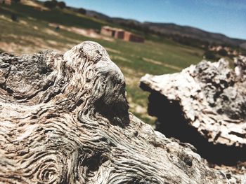 Close-up of driftwood on rock