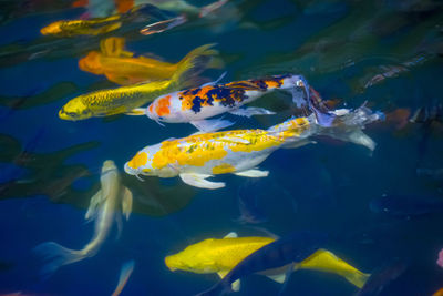 Close-up of fish swimming in sea